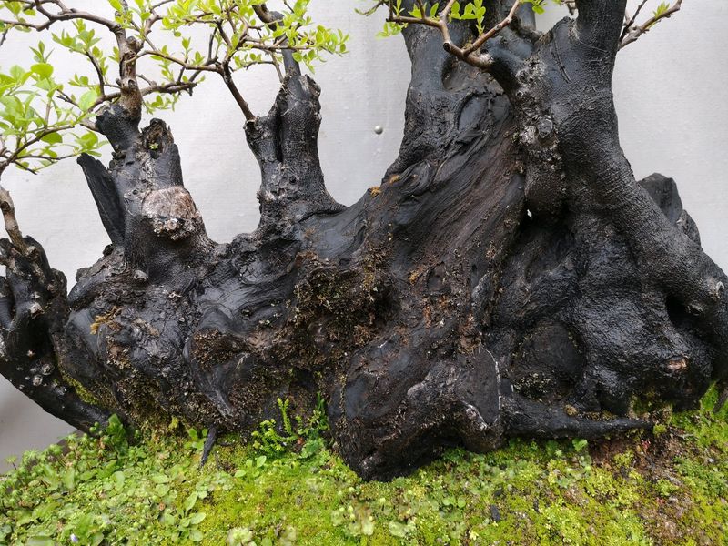 金弹子种植技术