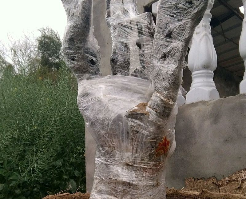 金弹子种植技术