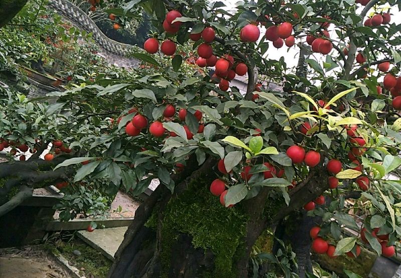 金弹子种植技术