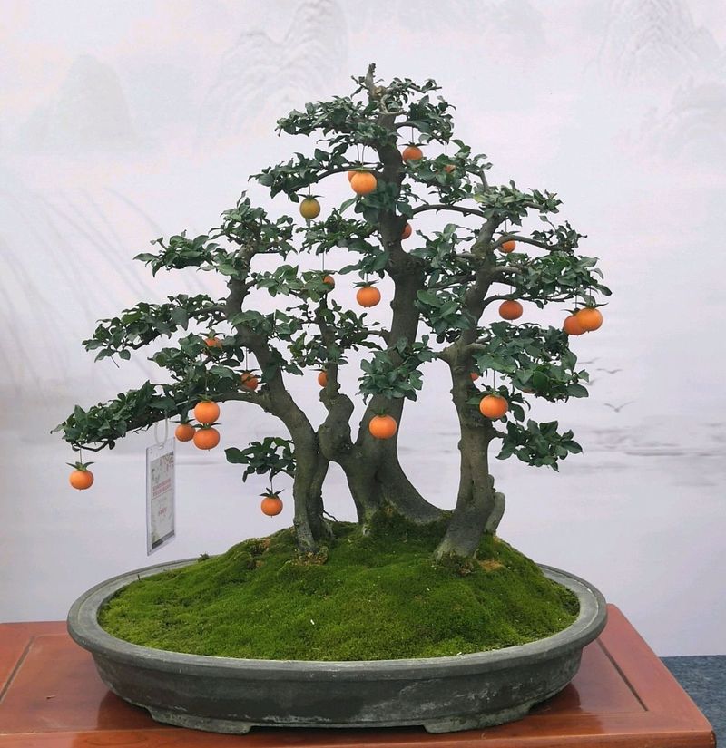 金弹子种植技术