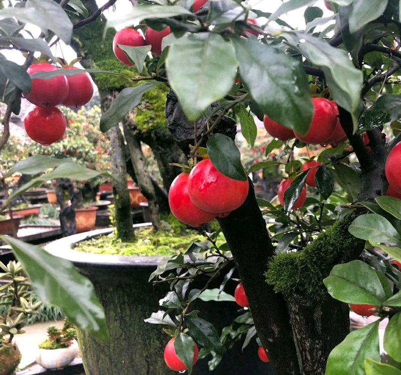 金弹子种植技术