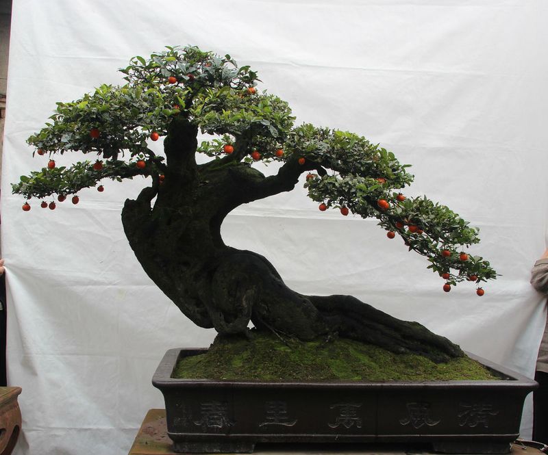 金弹子种植技术