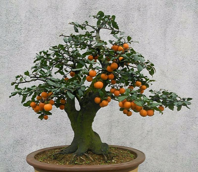 金弹子种植技术