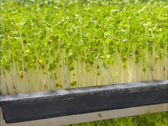 芽苗菜种植技术大全