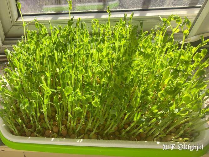 芽苗菜种植技术大全