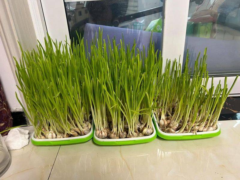 芽苗菜种植技术大全