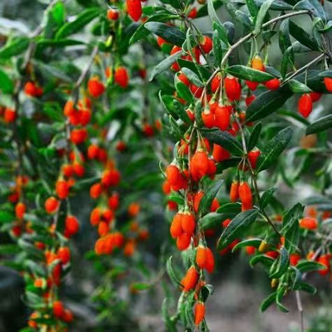 枸杞子树种植技术