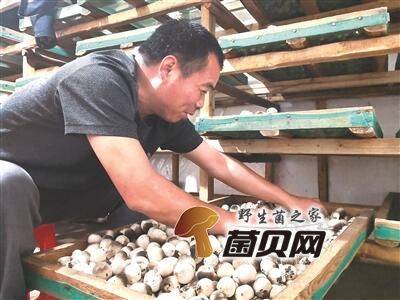 野生菌之家_菌贝网_蘑菇,食用菌,提供菌类的价格功效等知识