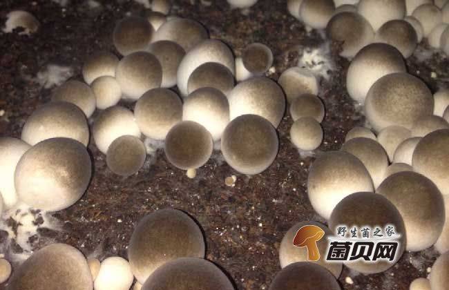 草乌种植技术