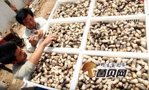 草乌种植技术