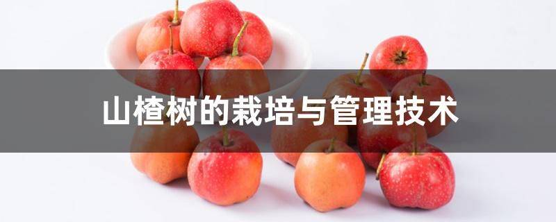 山斑鸠学养殖技术和种植技术