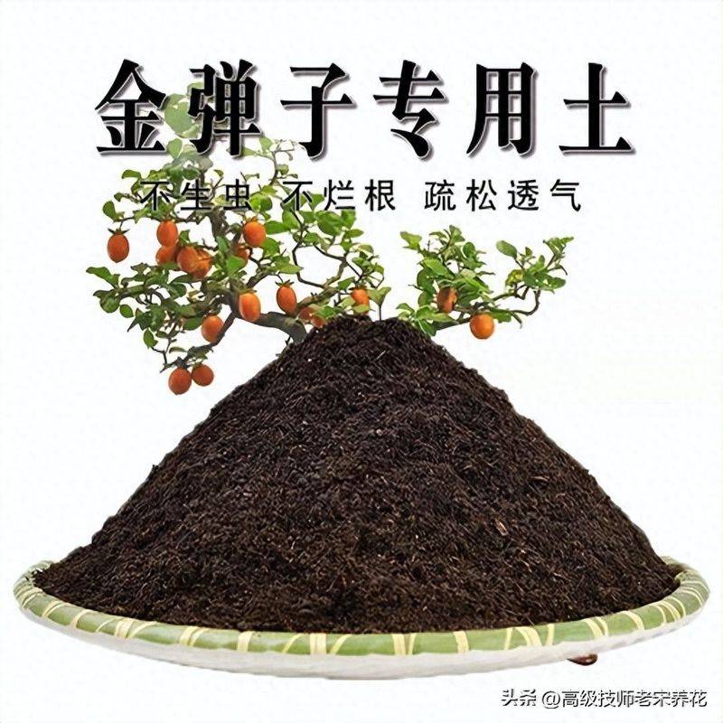 金弹子种植技术