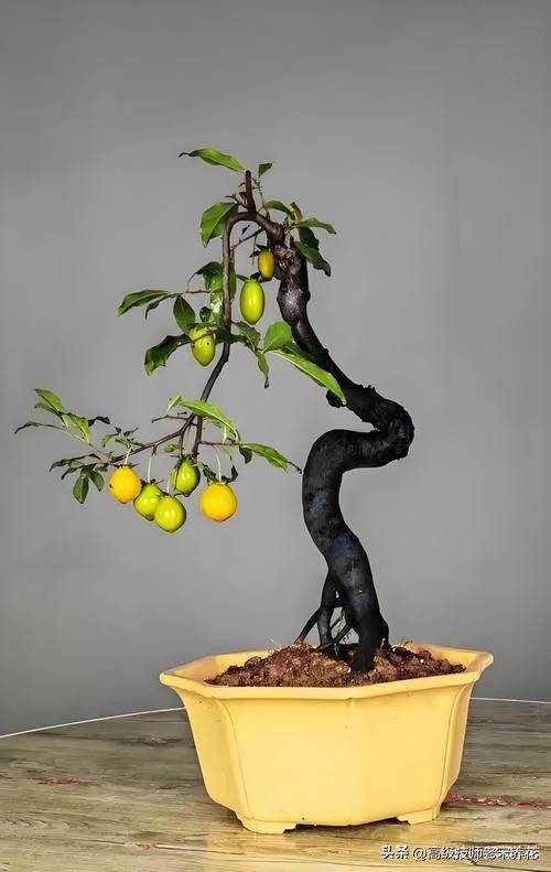 金弹子种植技术
