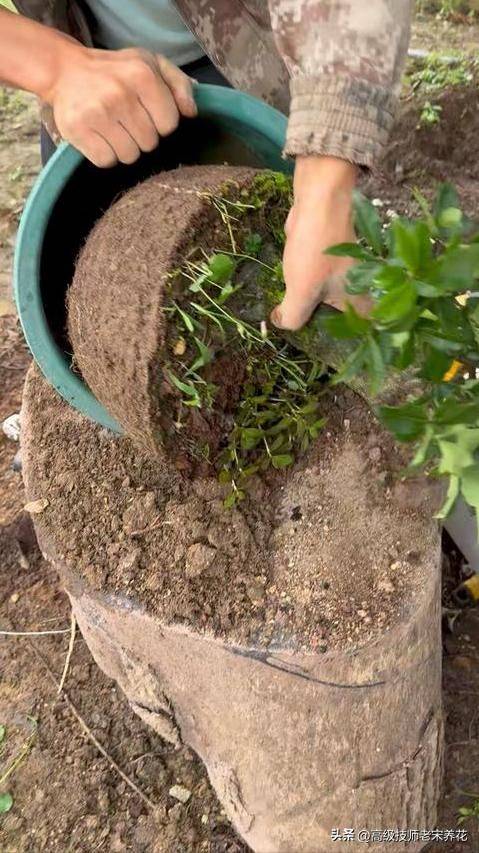 金弹子种植技术
