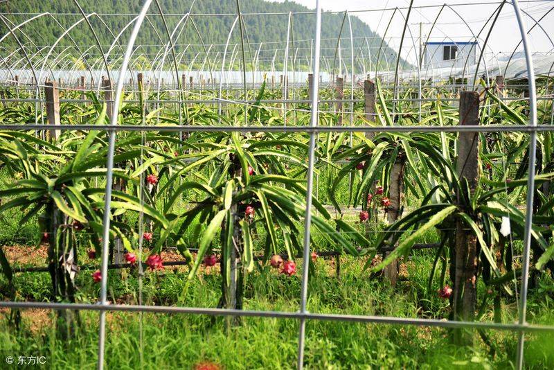火龙果种植方法图解