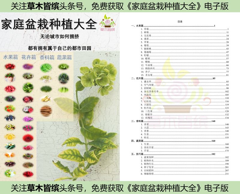 火龙果种植方法图解