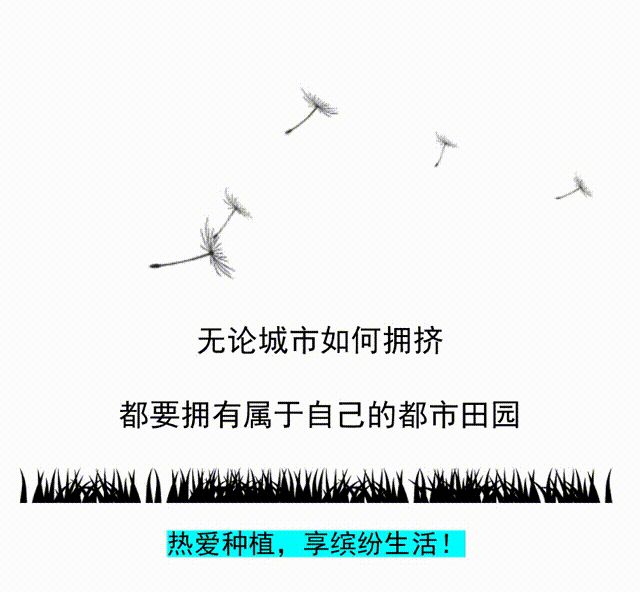 火龙果种植方法图解