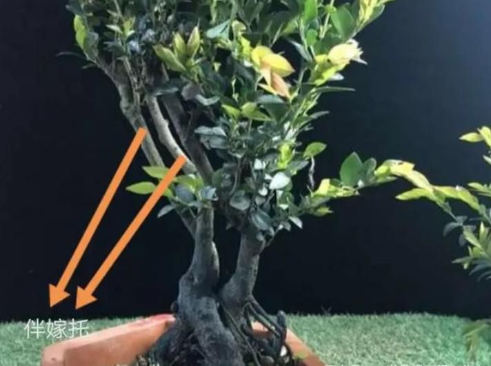 金弹子种植技术