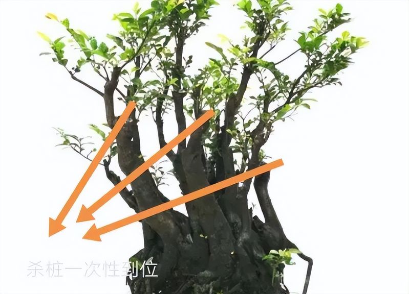 金弹子种植技术