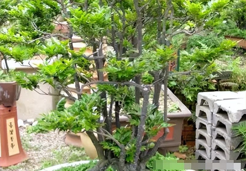 金弹子种植技术