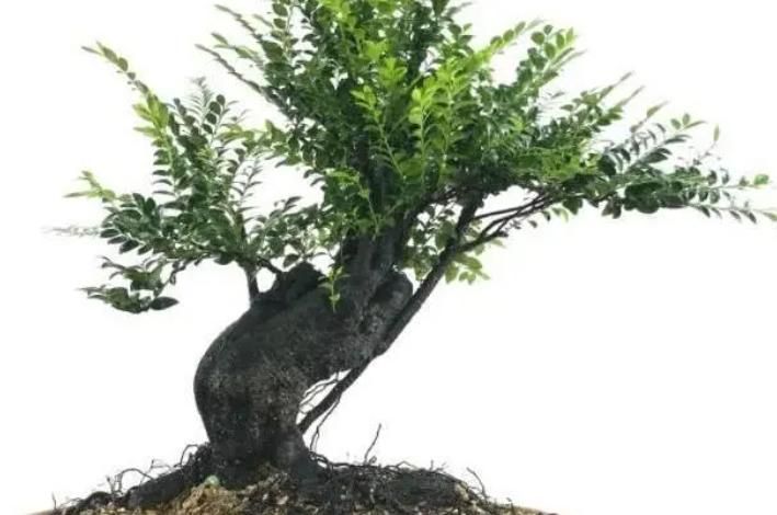 金弹子种植技术