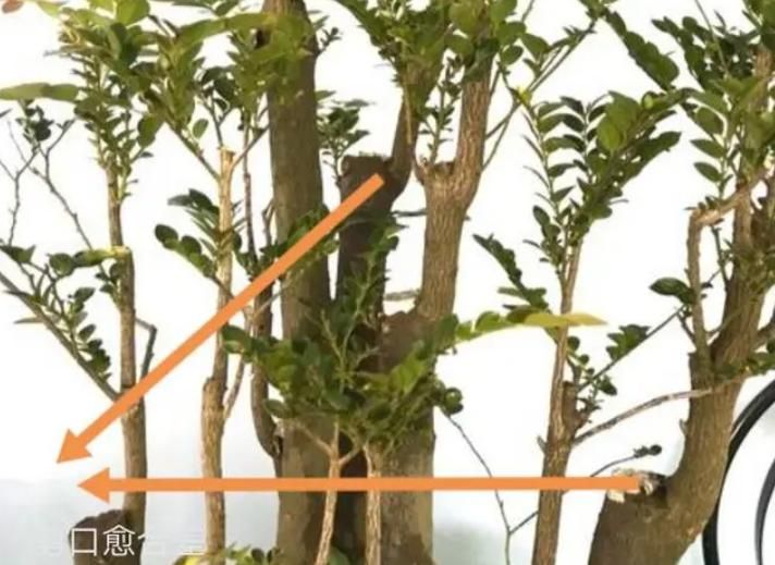 金弹子种植技术