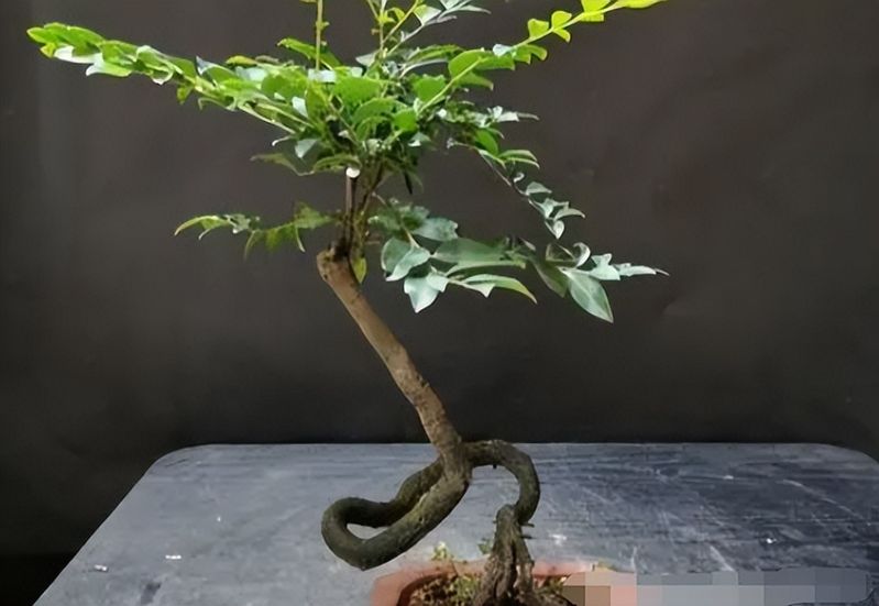 金弹子种植技术