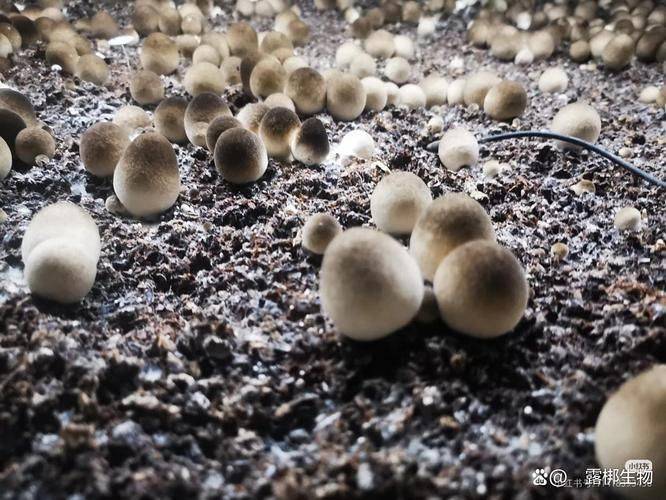 草乌种植技术