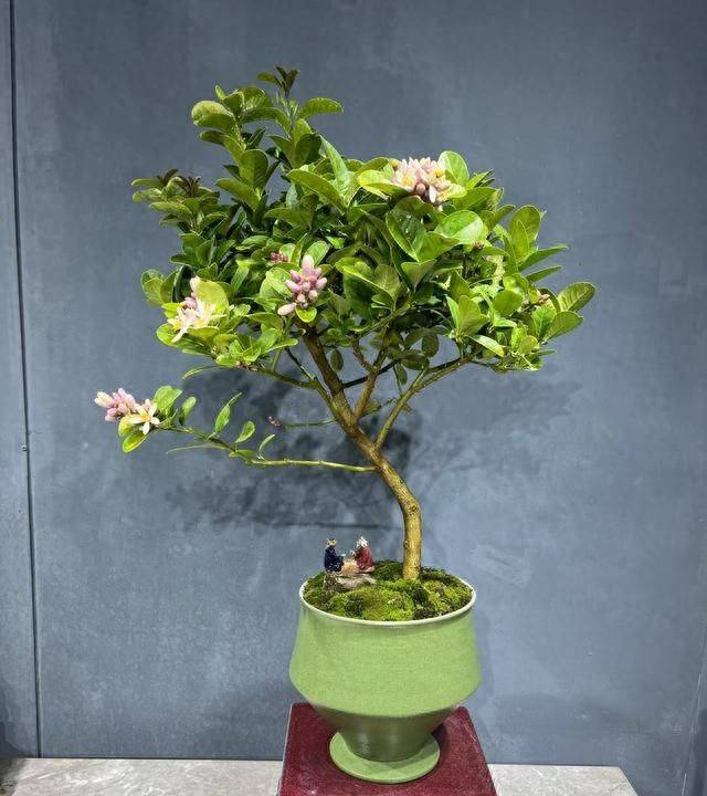 香水百合花的种植方法