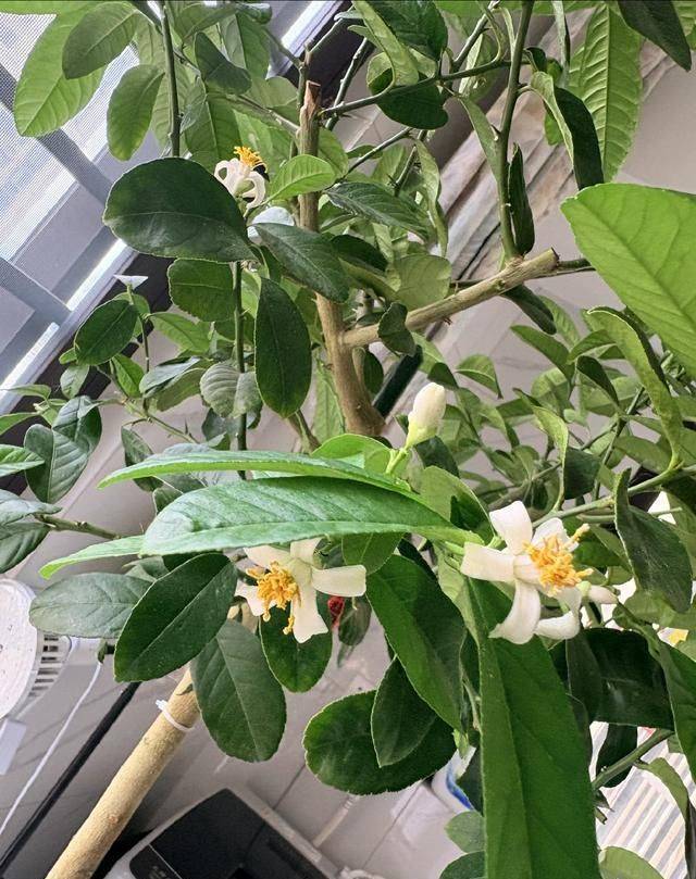 香水百合花的种植方法