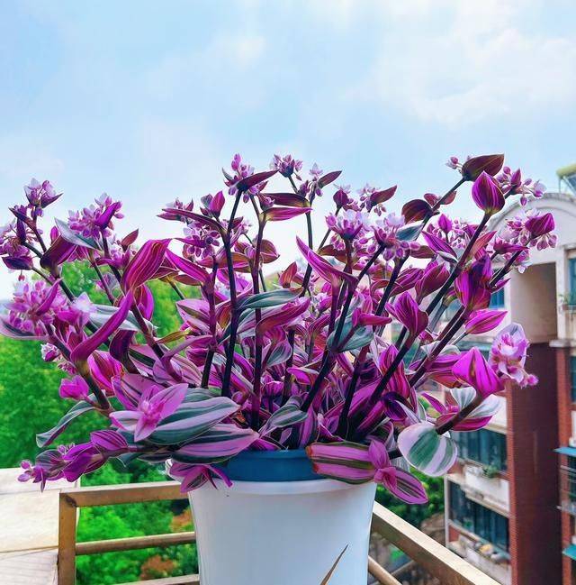 香水百合花的种植方法