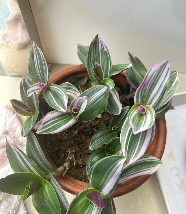 香水百合花的种植方法