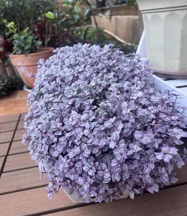 香水百合花的种植方法