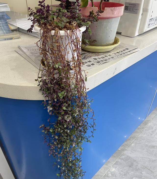 香水百合花的种植方法