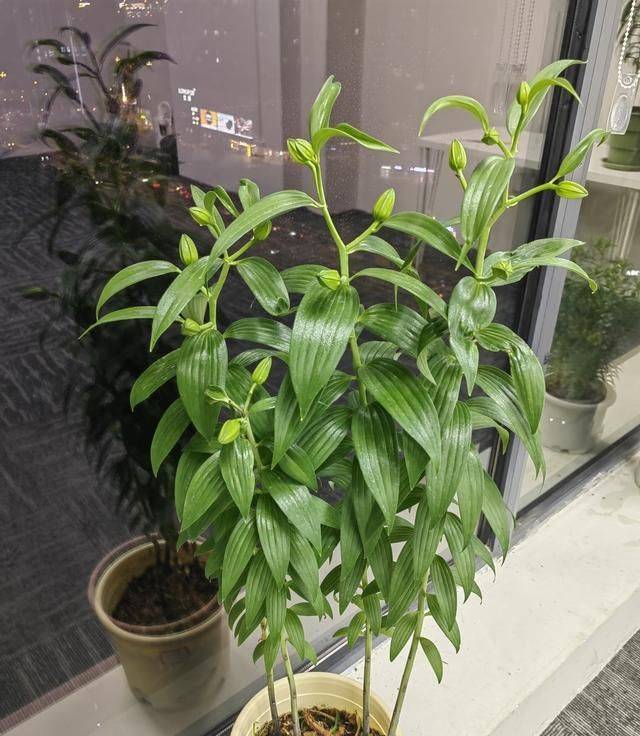 香水百合花的种植方法