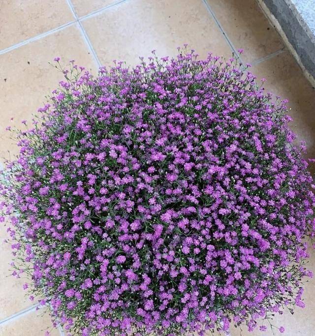 香水百合花的种植方法