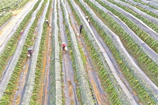 火龙果种植方法图解