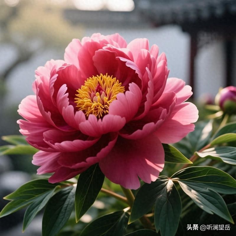 香水百合花的种植方法