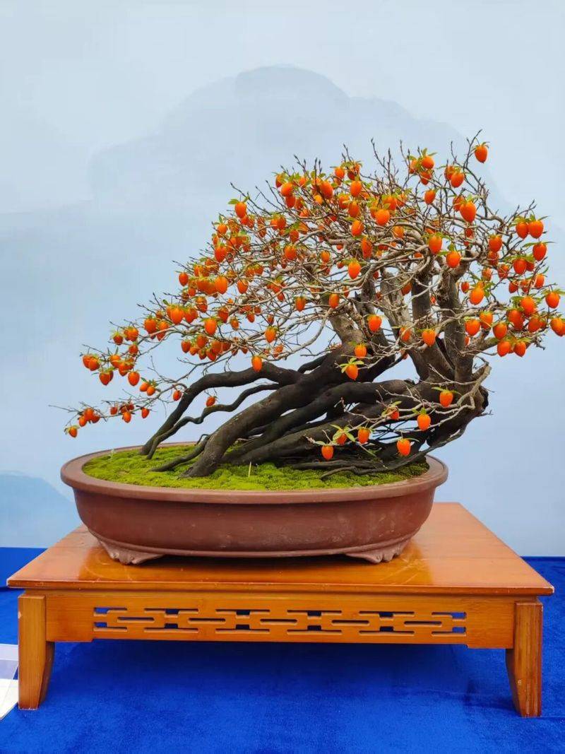金弹子种植技术