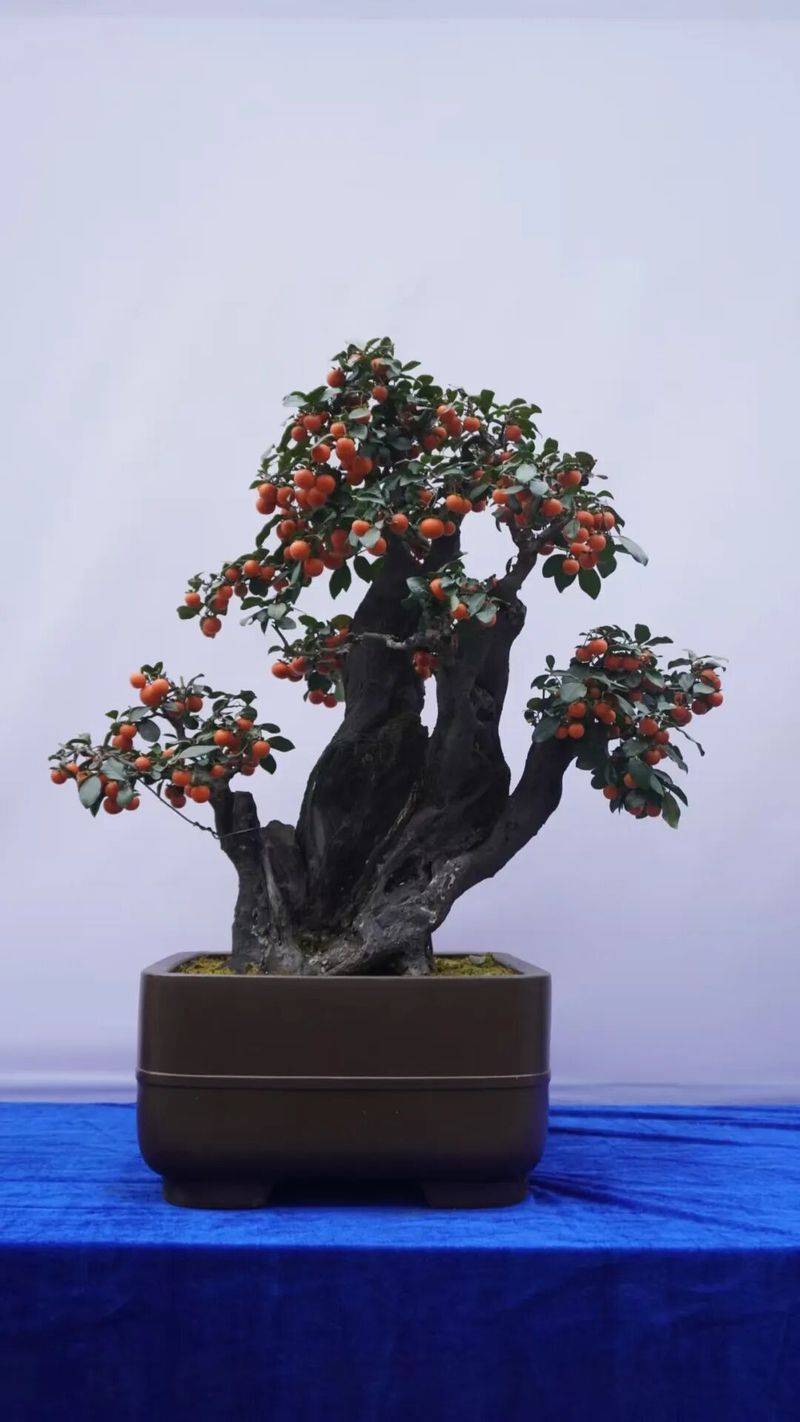 金弹子种植技术