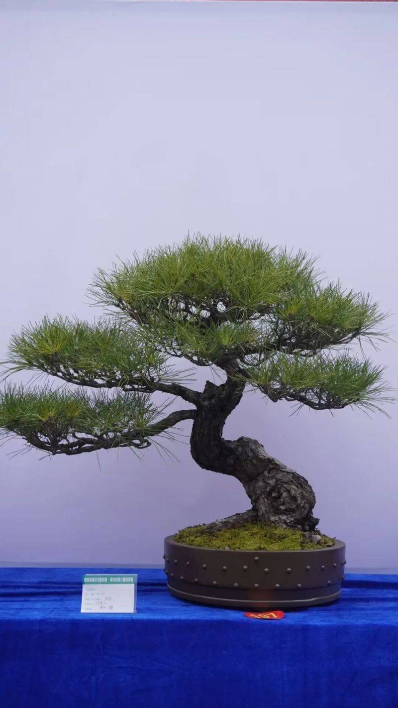 金弹子种植技术