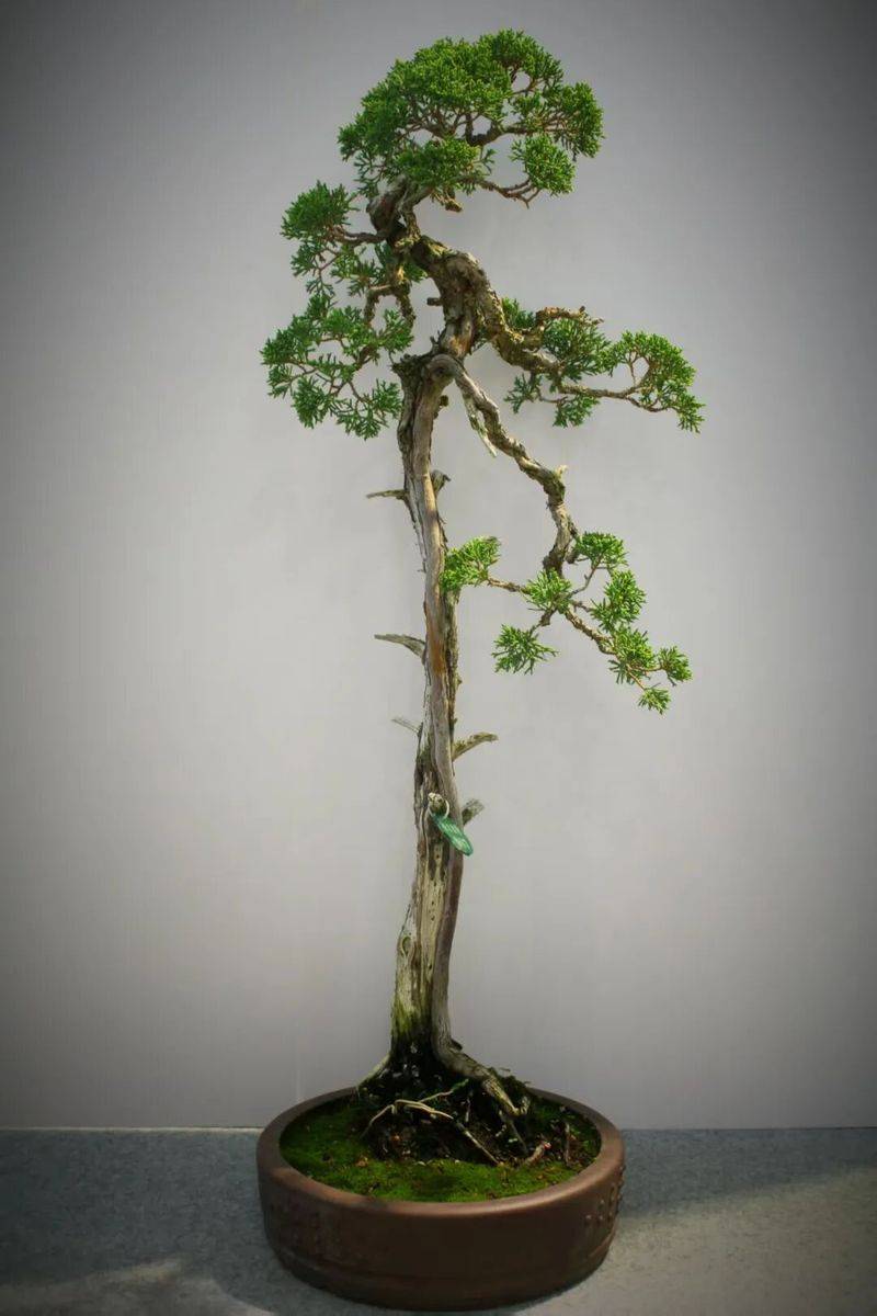 金弹子种植技术