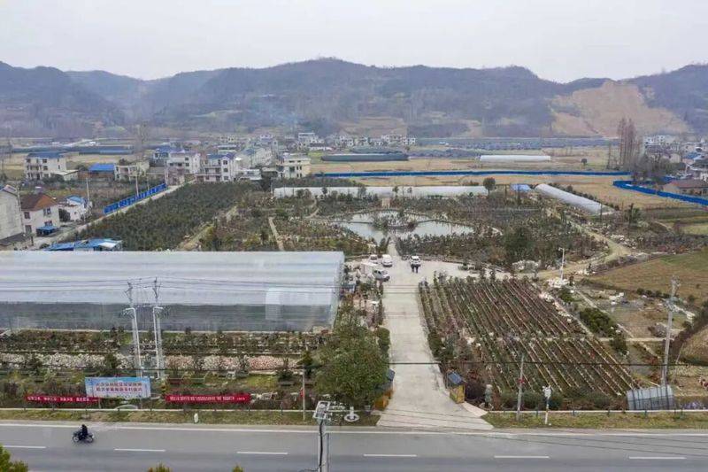 金弹子种植技术