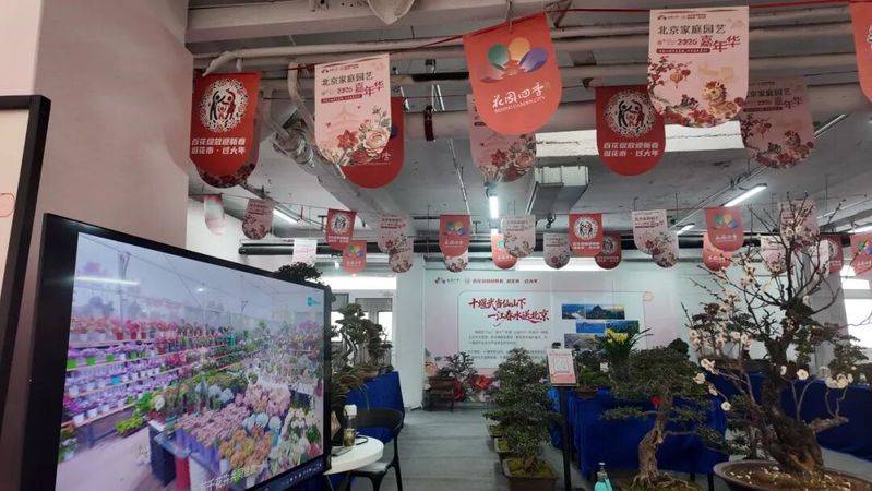 金弹子种植技术