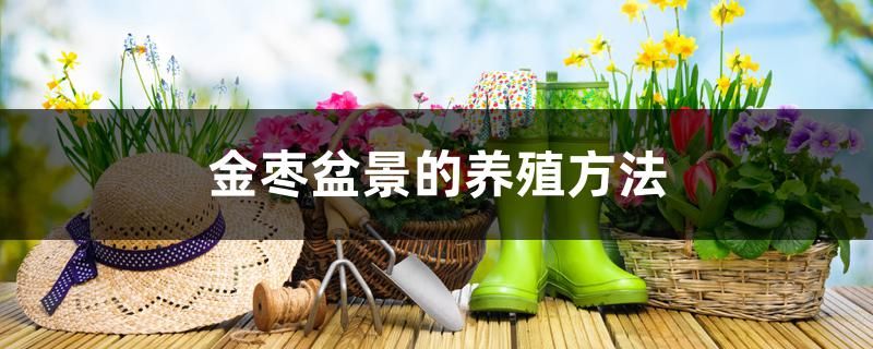 圆铃大枣 种植技术