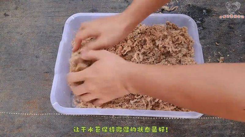 蕃茄树种植技术视频