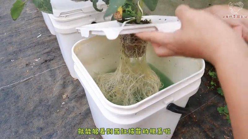 蕃茄树种植技术视频
