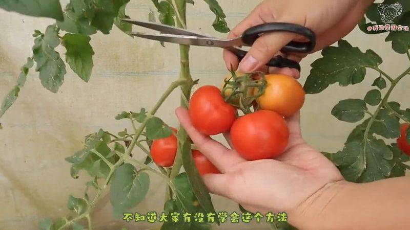 蕃茄树种植技术视频