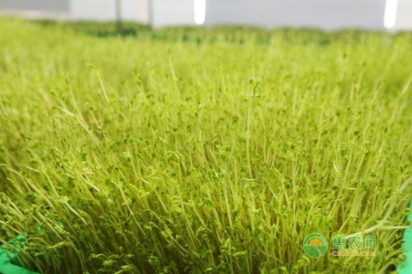 芽苗菜种植技术大全