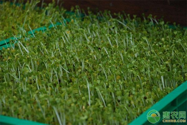 芽苗菜种植技术大全